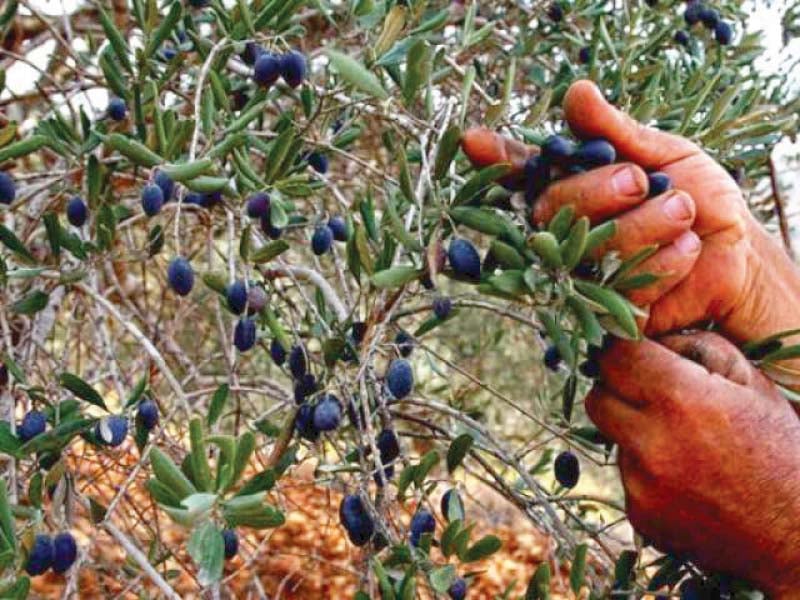 Olive Production